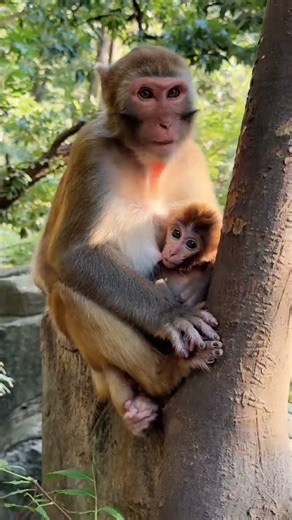 Beautiful Moment! Monkey Mom Feeding Her Baby On Top Of The Tree Will Melt Your Heart! 🥺❤️