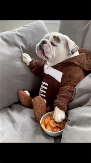 Cute animals compilation