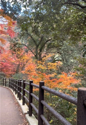 Minoh falls so pretty 🤧✨ #osaka #japan #waterfall #autumn