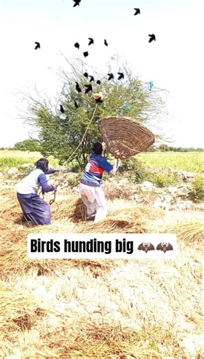 birds hunding 🦇🦇 #far#harehunting #humor #villagelife