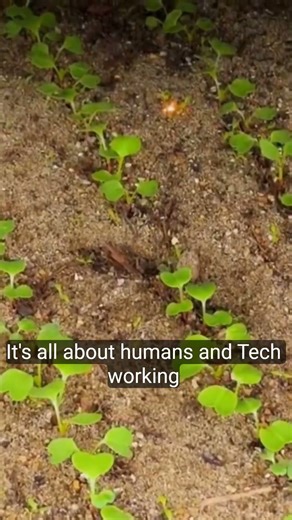 IoT-Based Automated Pest Control Technology in Rice Fields#smartfarming #vidioshort