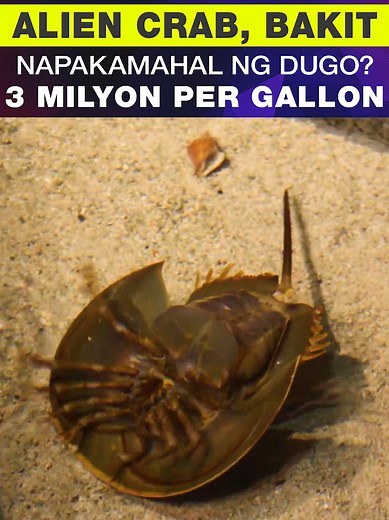 Awe Republic Official on TikTok