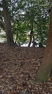 Ha ha Pumpkin kept us on our toe's yesterday. She was determined to go for a swim. Richard nearly joined her, his glasses fell in the muddy lake ooops!!! | Pumpkin The Wheelie Westie Warrior