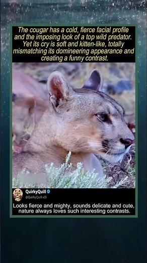 Appearance vs voice: this top predator sounds surprisingly delicate#cougar #lion #wild #animal