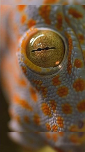 Meet the Tiny Colombian Dwarf Gecko!