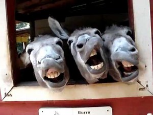 Four Funny Donkeys