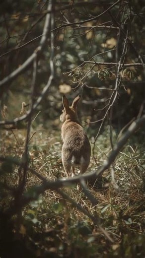 Wait... have you ever seen the rabbit so close? | Rabbit in the wild #nature #wildlife #rabbit