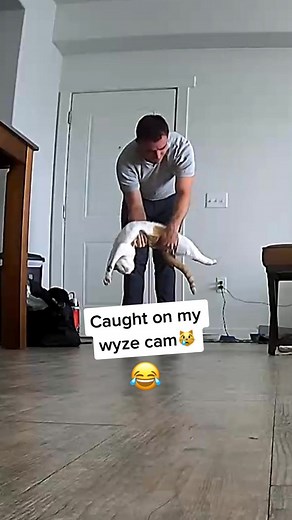 Whoever said cats don't greet you like a dog does when you come home? #wyzecam #catreaction #catdad #catlife