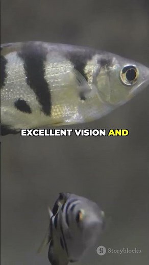 The Fish That Shoots Down Insects with Water! | Archerfish