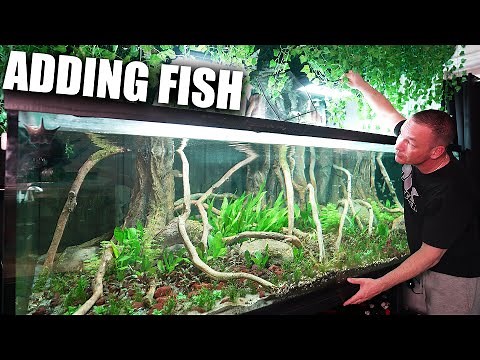 How to add new fish to your aquarium - The king of DIY