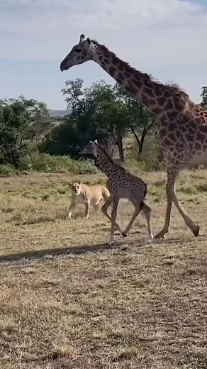 Lion vs Baby Giraffe: Terrifying Encounter Caught on Camera