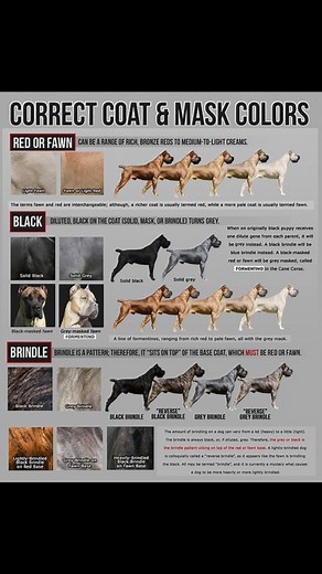 Nephilim Cane Corso on TikTok