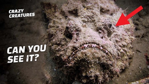 Stonefish Are Venomous Masters of Disguise!