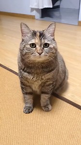 361K views · 44K reactions | The kitten has something to say #kitty #cute | GuangDang | Facebook