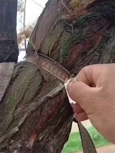 A man removed a tight rope that had been constricting a tree after years of its growth.