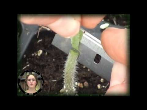 Grafting of Tomato Plants