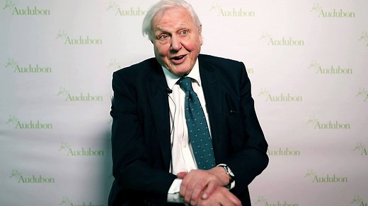31K views · 1K reactions | We had a chance to sit down with Sir David Attenborough before the Audubon gala last week. He shared one of his favorite bird encounters with us, filming Picathartes gymnocephalus in the wild. | National Audubon Society | Facebook
