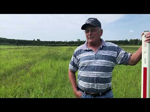 Teff Grass for Grazing: A Farmer's Perspective