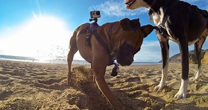 GoPro Fetch Straps Cameras To Dogs - SlashGear