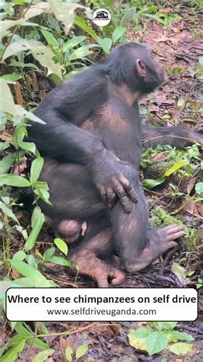 where to see chimpanzees on self drive safari | Self drive Uganda #wildlife