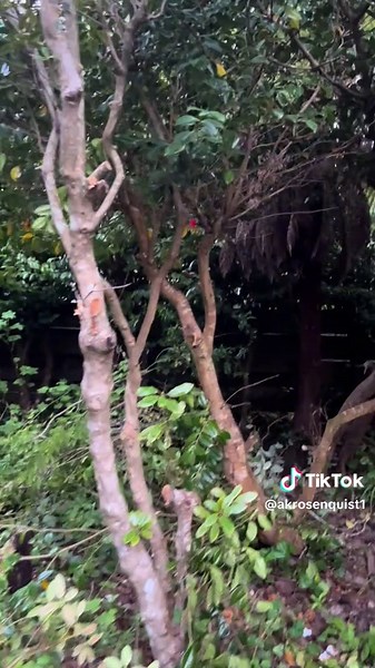 Identify and Age the Tallest Fern in My Backyard