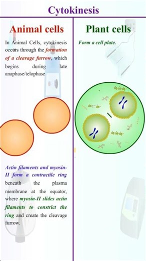 Metaphase | Cytokinesis