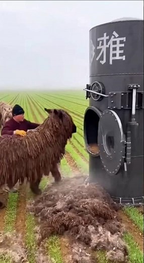 The world’s fastest sheep shearing machine: satisfying or terrifying? 🐑✂️125