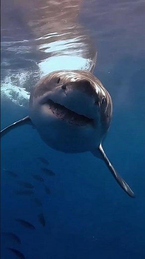 A Shark’s Teeth Are Unlimited?! 😱 Nature’s Incredible Tooth Replacement System