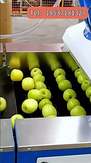 Automatic Apple Washing, Waxing & Grading Line
