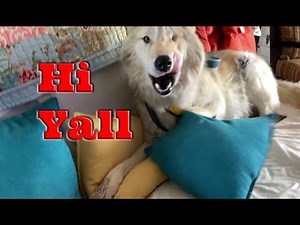 Wolfdog Content What's It All About -What's A Hybrid What You Might Want To Know Before Getting One