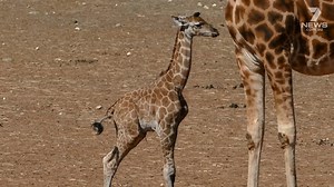 16K views · 353 reactions | On World Giraffe Day, Monarto Zoo has announced the names of its newest calves - Bwanji and Mtoto! www.7NEWS.com.au #MonartoZoo #7NEWS | 7NEWS Adelaide | Facebook