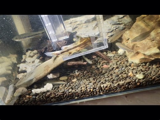 ［苍灵谱0035］棘刺云翼：长棘拟鲿 Tachysurus longispinalis