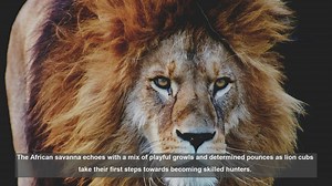Top 10 Lion Cubs First Hunting Attempts: From Clumsy to Skilled