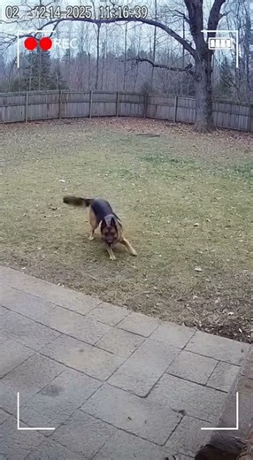 Paranormal Pets #terror #horror #ghost #scary #fantasma