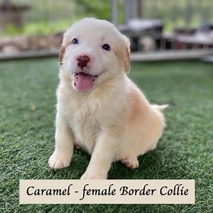 8.7K views · 113 reactions | MASSIVE PUPPY ADOPTION WEEKEND - THIS...