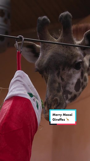 Merry Morning for Masai Giraffes at Toronto Zoo