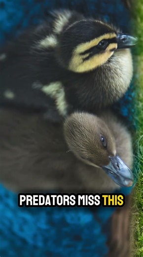 False Calm #animals #shorts