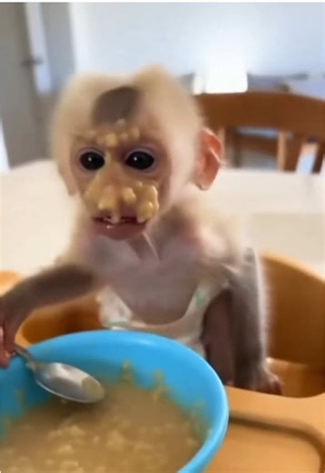 Funny Prank with Baby Monkey - Just a Joke!