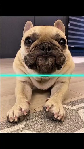 dog time warp scan💀#dogs #trolledit #funny #cute