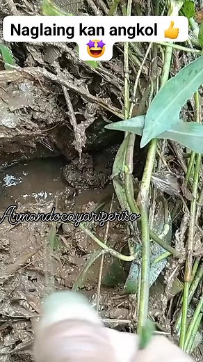 32K views · 217 reactions | Tutorial ti panagbanniit ti kiwet  #tutorial #ilokanoreels #eelfishing #tutorialvideo #reels #eel #eelsviralシfb #eelsfypシ゚ | Armando Cayari Zeriso | Facebook