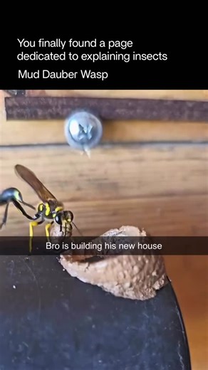 Explaining Insects 🦋 on Instagram: "Mud dauber wasps are solitary, slender-bodied wasps known for building unique tube-shaped nests out of mud. Unlike social wasps that live in colonies, mud daubers work alone and are generally non-aggressive, rarely stinging unless handled roughly. They are excellent hunters and primarily feed on spiders. After capturing a spider, a mud dauber paralyzes it and places it inside the mud nest as food for its developing larva. Each tube cell typically contains sev