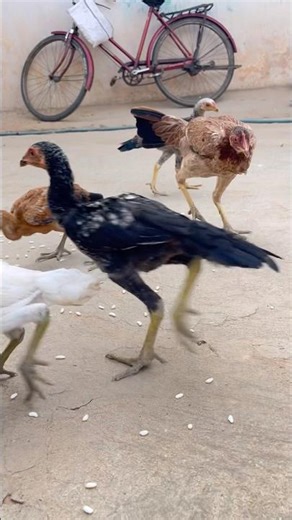 🦅mayurbhanj aseel🦅 #birds #roosterfarm #chickenbreeds #aseelmurga #blacksoldierfly #chickentypes