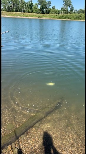 Couple months until the bite is like this here in iowa! #fishon . . . . #bass #bassfishing #largemouthbass #smallbusiness #walleye #crappie #catfish #catfishing #whitebass #topwater #bigfish #fish #fishing #outdoors #outdoorsman #iowa #river #lake #pond #hunting #fyp #viral