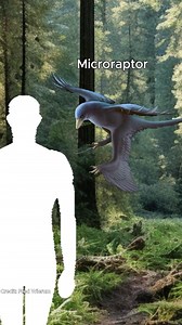 Raptors came in all shapes and sizes, each more fascinating than the last! 🦖 Starting with the small but agile Microraptor, this crow-sized dino had feathers and could glide between trees. Velociraptor was slightly larger at around 6 feet long, using its speed and curved claws for hunting. Moving up in size, Deinonychus reached 11 feet, making it a more powerful predator with a robust build. Achillobator was even bigger, measuring 16 feet and built for strength. Finally, Utahraptor was the larg