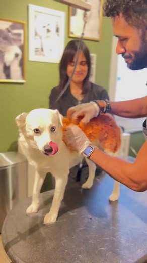 Idk what made me happier, to meet such a sweet baby with a vibrant personality like Cottonball or to see the reaction of her owners when they saw her 🥰. #fox #cutedog #doggroomer #doggroominglife