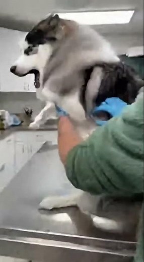 Dramatic Blue-Eyed Yakutian Laika Goes Full Tornado After Vaccine Poke