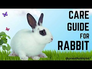 Care guide for Rabbit | How to Take Care of a Pet Rabbit | Proud Hobbyist