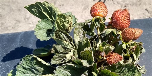 University of Florida researchers test predatory mites to combat strawberry pests