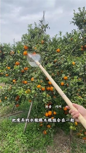 Master the Art of Fruit Picking: Height Hacks Inside