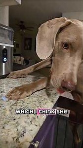 Will never get tired of sharing these pups!! #dogshorts #petsrule #pets #dogmom